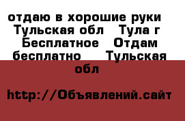 отдаю в хорошие руки - Тульская обл., Тула г. Бесплатное » Отдам бесплатно   . Тульская обл.